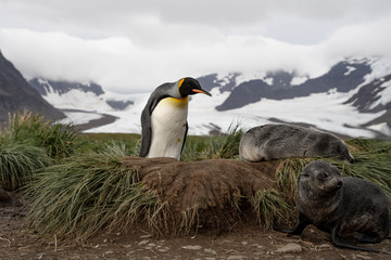 single penguin in antarctica next to a fur seal