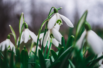 White snowdrops closeup with blurred background