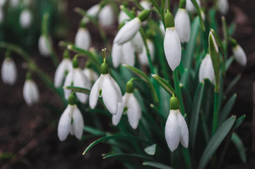 White snowdrops closeup with blurred background
