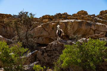 Goat along the cliff of Jabal Shams near Nizwa in Oman