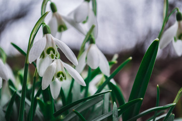 White snowdrops closeup with blurred background