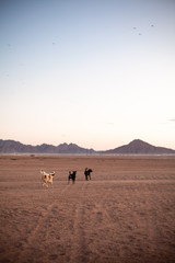 walk through the picturesque desert in Egypt