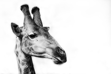 Giraffe portrait in Black and white
