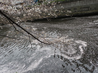 目黒川の満開の桜