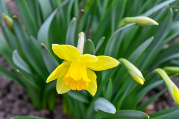 Fototapeta na wymiar narcissus-flower