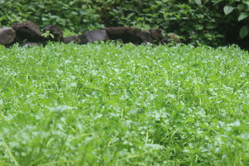 Close up shot of grass