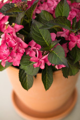 Bush of pink-red flowers in an orange pot. Selective focus. Spring card.