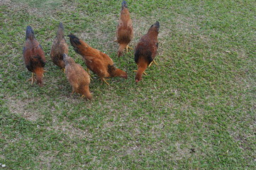 rooster or hen on farm