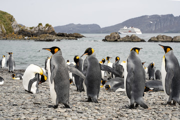 Obraz premium group of penguins in antarctica