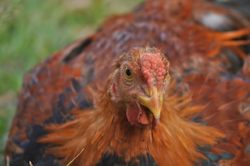 rooster or hen on farm