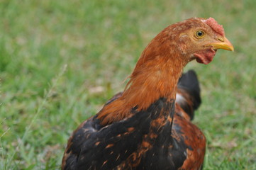 rooster or hen on farm