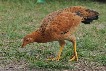 rooster or hen on farm