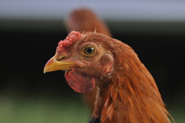 rooster or hen on farm