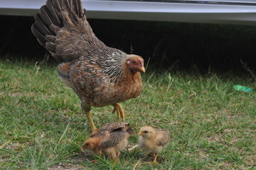 rooster or hen on farm
