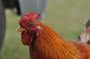 rooster or hen on farm