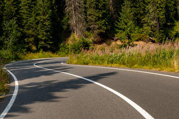 mountain road, mountain, mountain landscape, trees, green, road between firs,