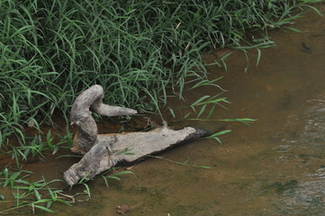 old wooden on the river