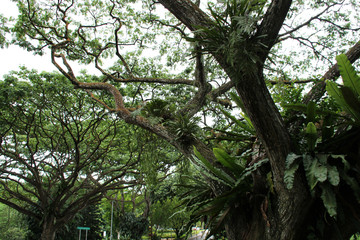 Fototapeta na wymiar in the telok blangah hill park in singapore