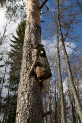 birdhouse on tree