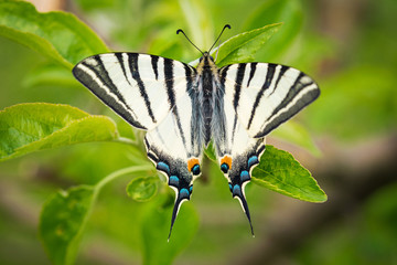 Beautiful wings details of a Swallowtail butterfly (Papilio Machaon).   Macro picture with natural background
