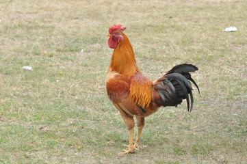 rooster or hen on farm