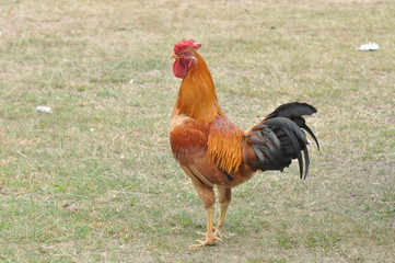 Naklejka na ściany i meble rooster or hen on farm