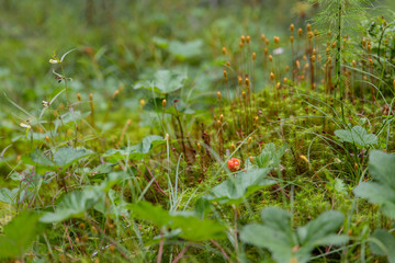 red berries on a bush