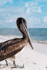 Pelican on the Caribbean