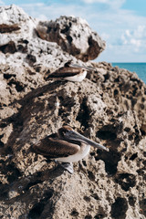 Pelican on the Caribbean