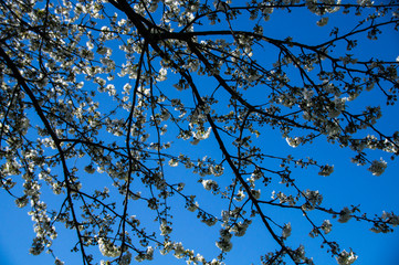 Frühlingsblüten blühen blauer Himmel Hintergrund