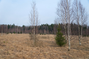 Field with dry grass at edge of forest in early spring