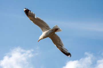Vuelo de Gaviota