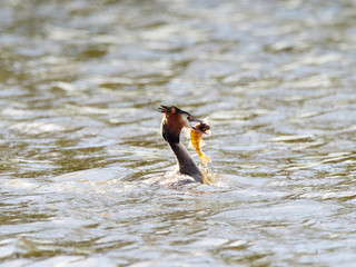 A Great Crested Grebe (Podiceps cristatus) with a fish in its mouth that it just caught on Crime Lake, Daisy Nook.