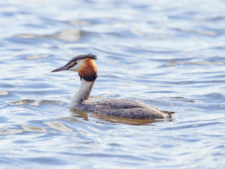 A Great Crested Grebe (Podiceps cristatus) swimming on Crime Lake, Daisy Nook, whilst fishing after performing a courtship dance.