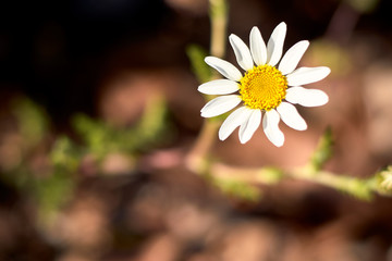 Daisy flower in the field