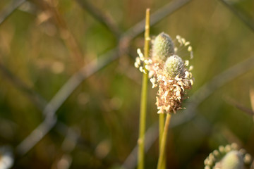 Wild flower in the field