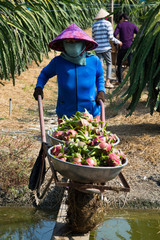 Vietnamese woman carrying dragon fruits