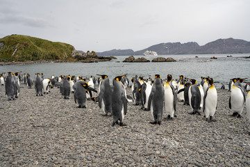 Fototapeta premium group of penguins
