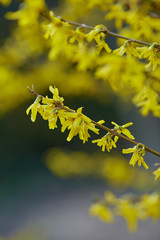 Blossoms blooms. Beautiful little young long yellow flowering tree branch in a spring forest. Photography for web sites, blogs and magazines