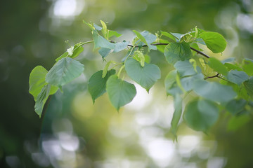 green branches leaves background / abstract view seasonal summer forest, foliage green, eco concept