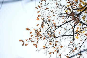 yellow leaves bokeh seasonal background / beautiful autumn leaves yellow branches abstract background, leaf fall concept