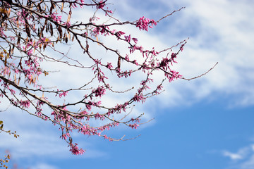 Tree branches in the sun