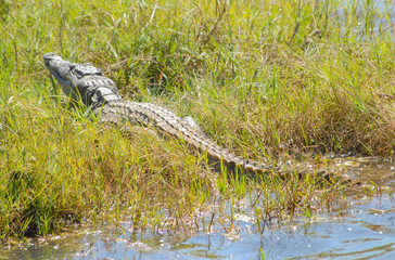 Krokodil im Etosha National Park in Namibia Südafrika