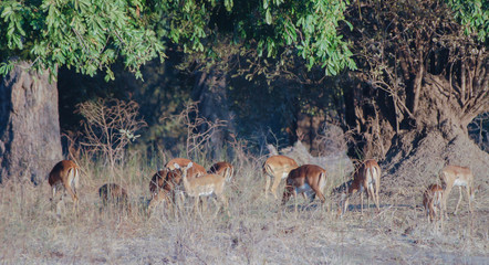 Impalas Antilope in der Savanne vom Etosha National Park