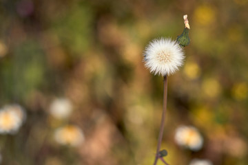 Wild flower in the field