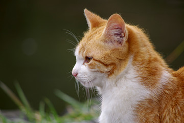 猫：茶トラハチワレ