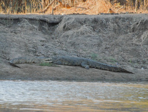 Krokodil im Etosha National Park in Namibia S&uuml;dafrika