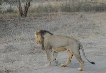 Fototapeta na wymiar Löwe im Etosha National Park in Namibia Südafrika