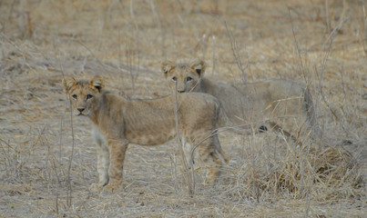 Löwe im Etosha National Park in Namibia Südafrika