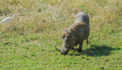 Warzenschwein im Etosha National Park in Namibia Südafrika